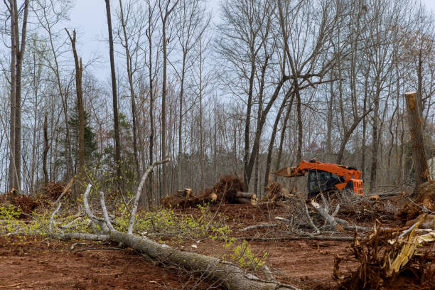 How Our Tree Care Process Works  in  Wadesboro, NC