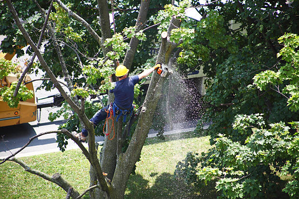 Best Utility Line Clearance  in Wadesboro, NC